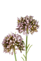 Flower Systems Mini Allium Lavender | 46cm