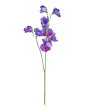 Alisons Acquisitions Sweet Pea | Purple