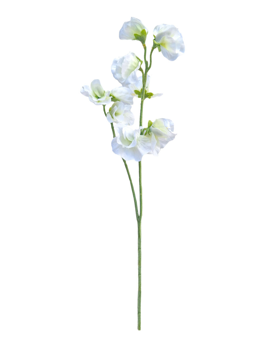 Alisons Acquisitions Sweet Pea | White