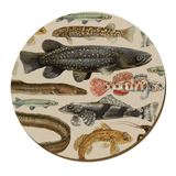 Tanya Wolfkamp Freshwater Fish Placemat | 29cm