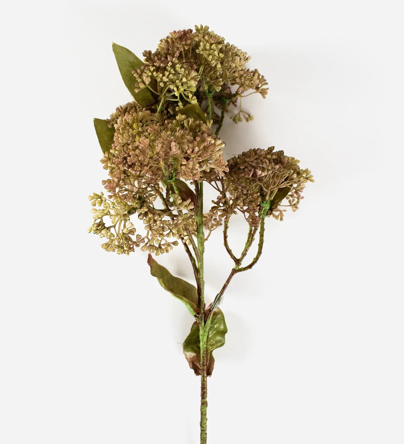 Sedum-Green-Spray.webp