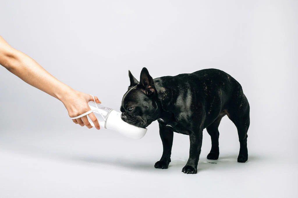 Thirsty Dog Drink Bottle
