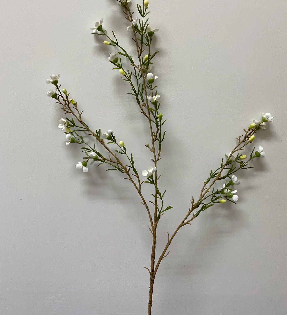 WaxFlower.webp