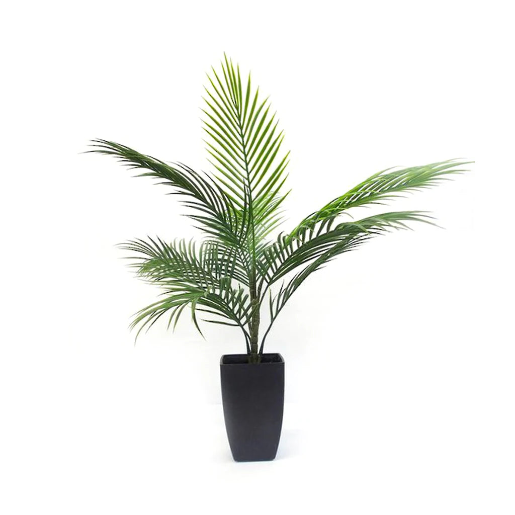 areca_1024x1024_88a6515a-1405-4e64-8aa2-af801455f292.webp