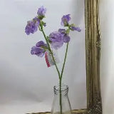 AA Sweat Pea | Lilac