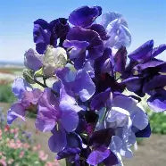 download_e43b5dd4-0f16-434e-b4d1-27197b27bd05.webp