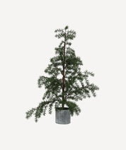 French Country Potted Fraser Fir Tree | Medium