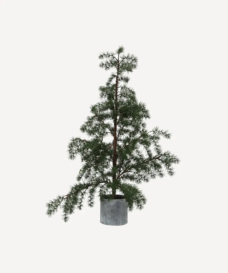 French Country Potted Fraser Fir Tree | Medium