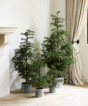 French Country Potted Fraser Fir Tree | Medium