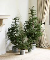 French Country Potted Fraser Fir Tree | Medium