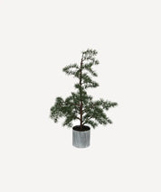 French Country Potted Fraser Fir Tree | Small