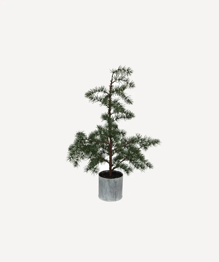 French Country Potted Fraser Fir Tree | Small
