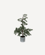 French Country Potted Fraser Fir Tree | Small