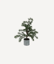 French Country Potted Fraser Fir Tree | X-Small