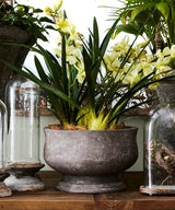 French Country Orchid Planter | Large