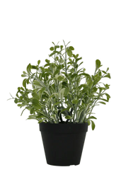 Flower Systems Golden Sage Bush H30cm