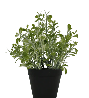 golden-sage-bush-potted-887887_360x_0358c98b-d3ee-4332-a036-4b4580a2a2fc.webp
