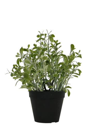 Flower Systems Golden Sage Bush H30cm