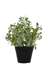 Flower Systems Golden Sage Bush H30cm