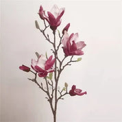 Alisons Acquisitions Soulangeana Magnolia Branch | Bi Colour