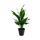 Flower Systems Peace Lily with Flowers Potted 48cm