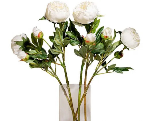 peony.webp