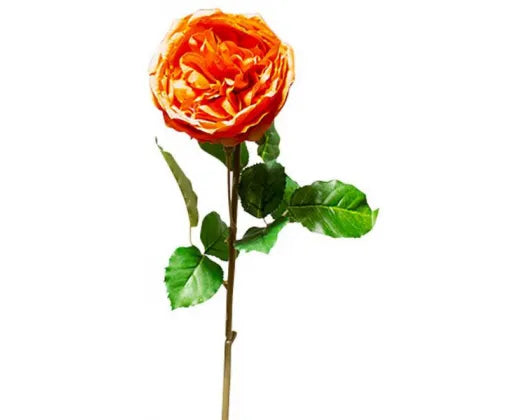 peonyroseorange.webp