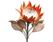 RML Dried Look Protea Large | Caramel