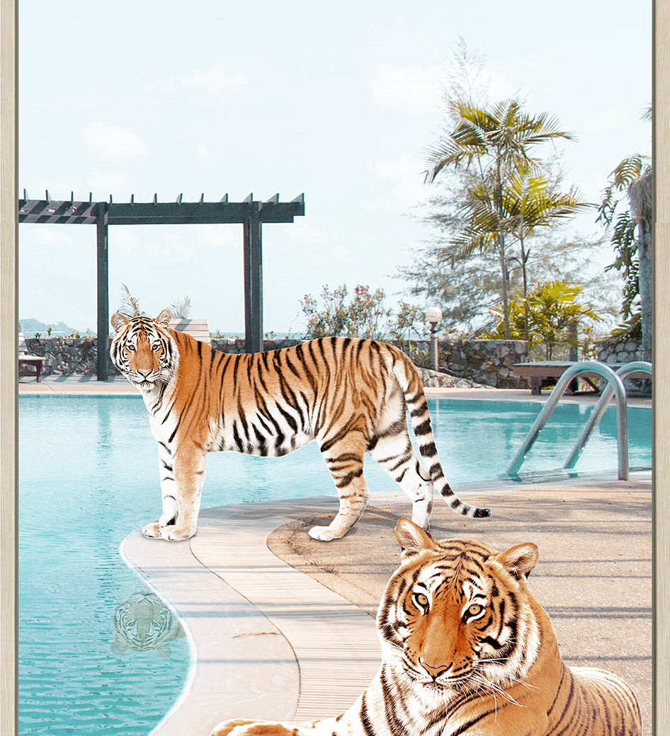 swa480----you-cool-cats.jpg