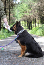 Thirsty Dog Drink Bottle