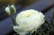 Alisons Acquisitions Large Ranunculus With Bud | White