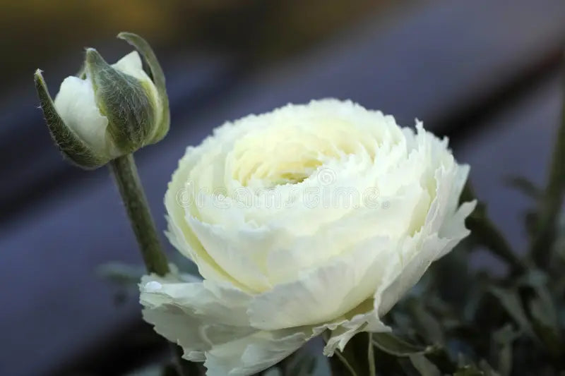 Alisons Acquisitions Large Ranunculus With Bud | White
