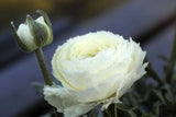Alisons Acquisitions Large Ranunculus With Bud | White