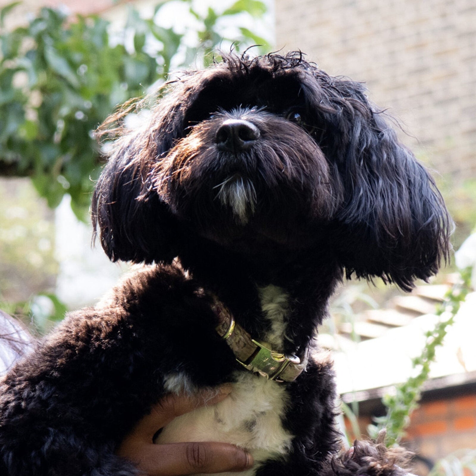 William Morris at Home Canine Companion | Small Medium Dog Collar