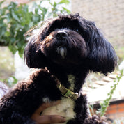 William Morris at Home Canine Companion | Small Medium Dog Collar
